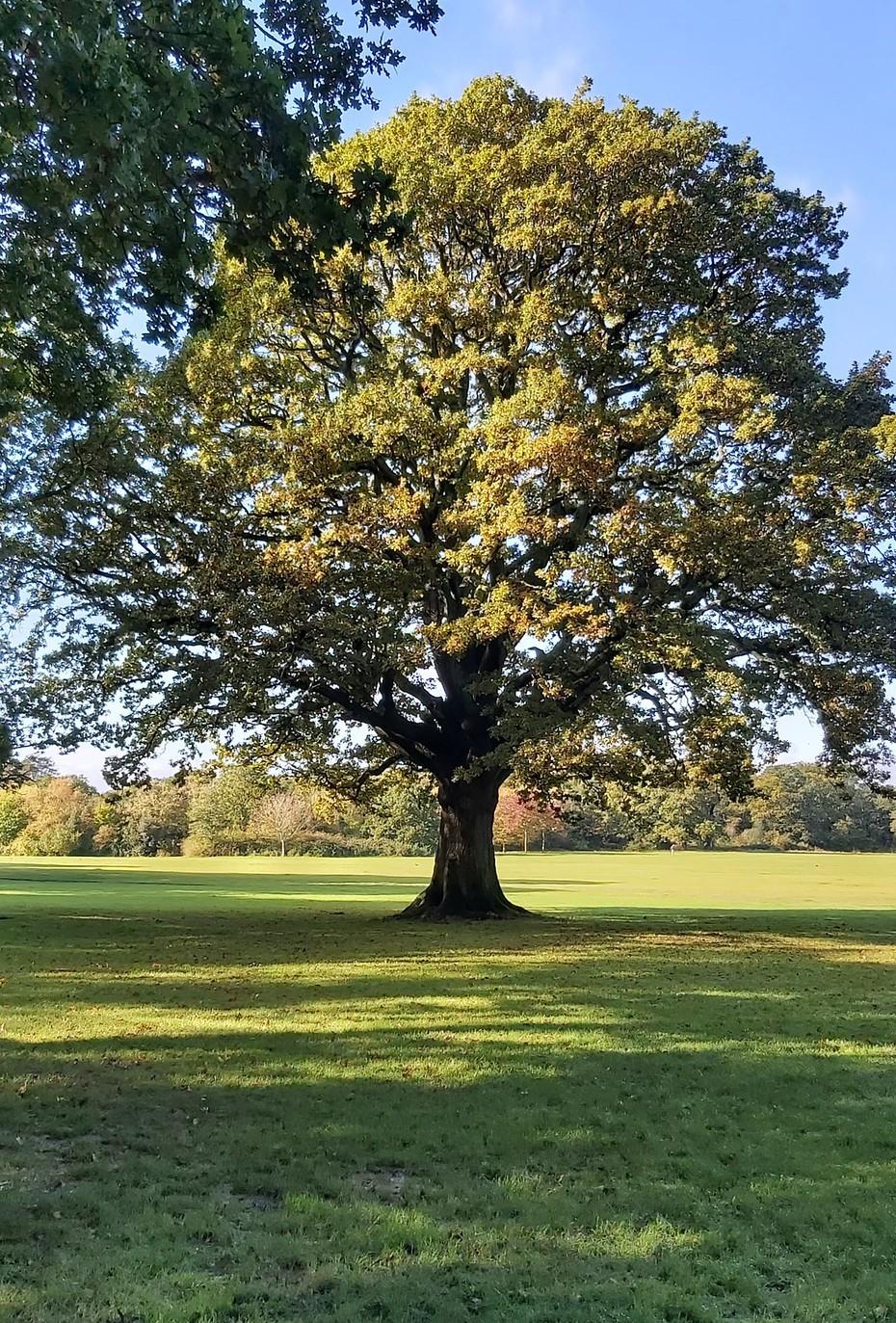 Southampton Common